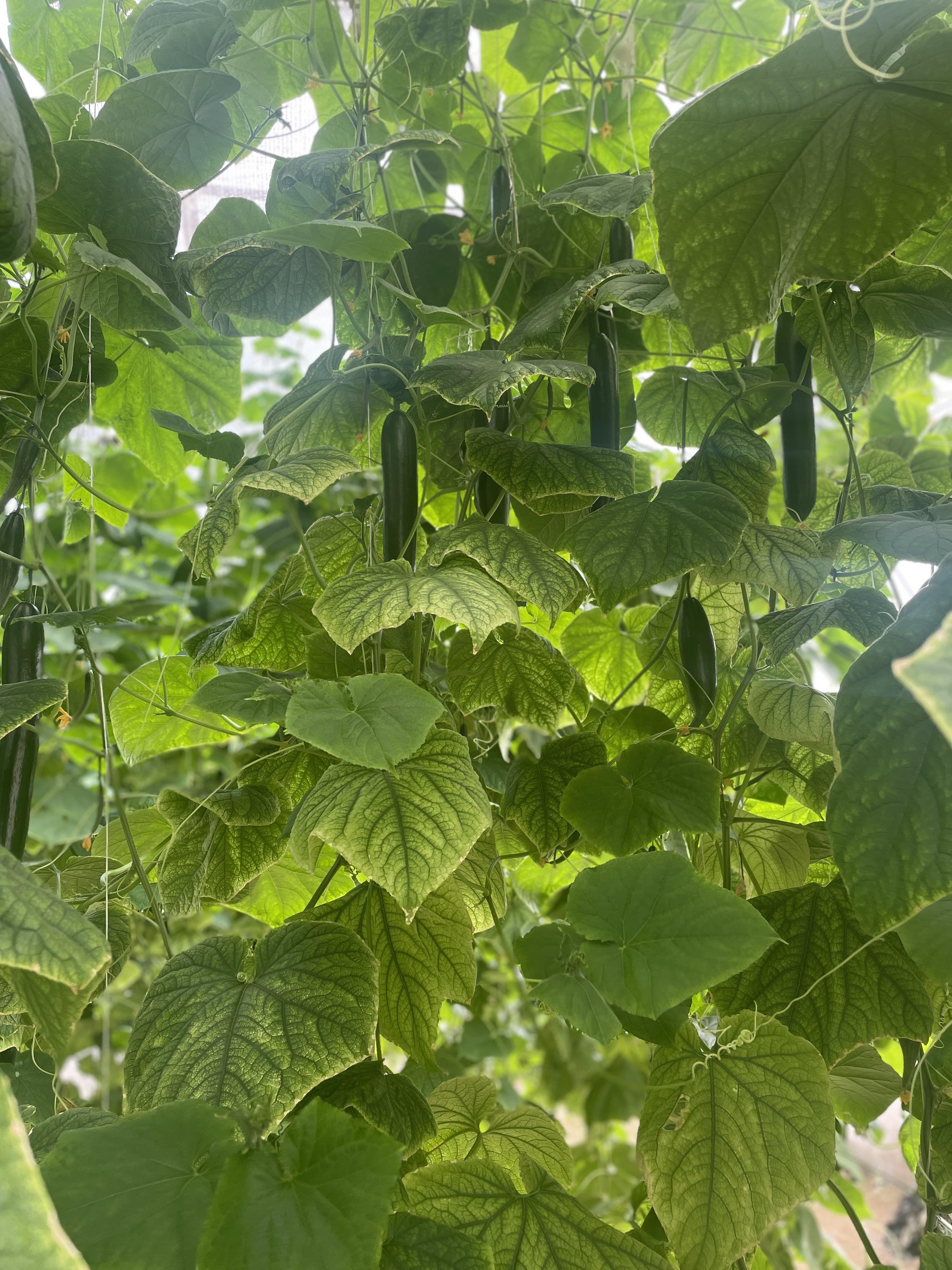 Inside the Nos Cunuku cucumber greenhouse