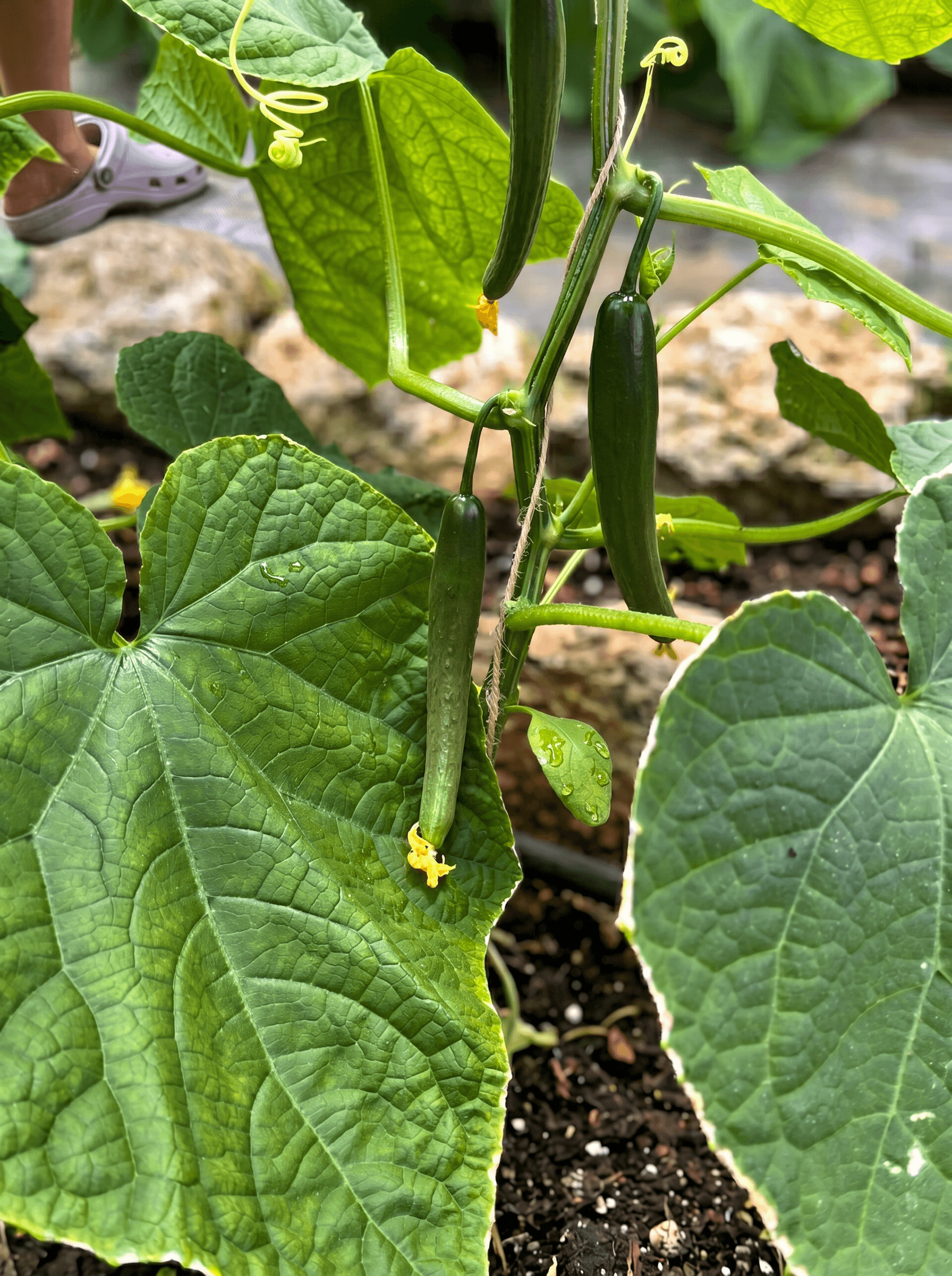 Cucumber on the vine, close up