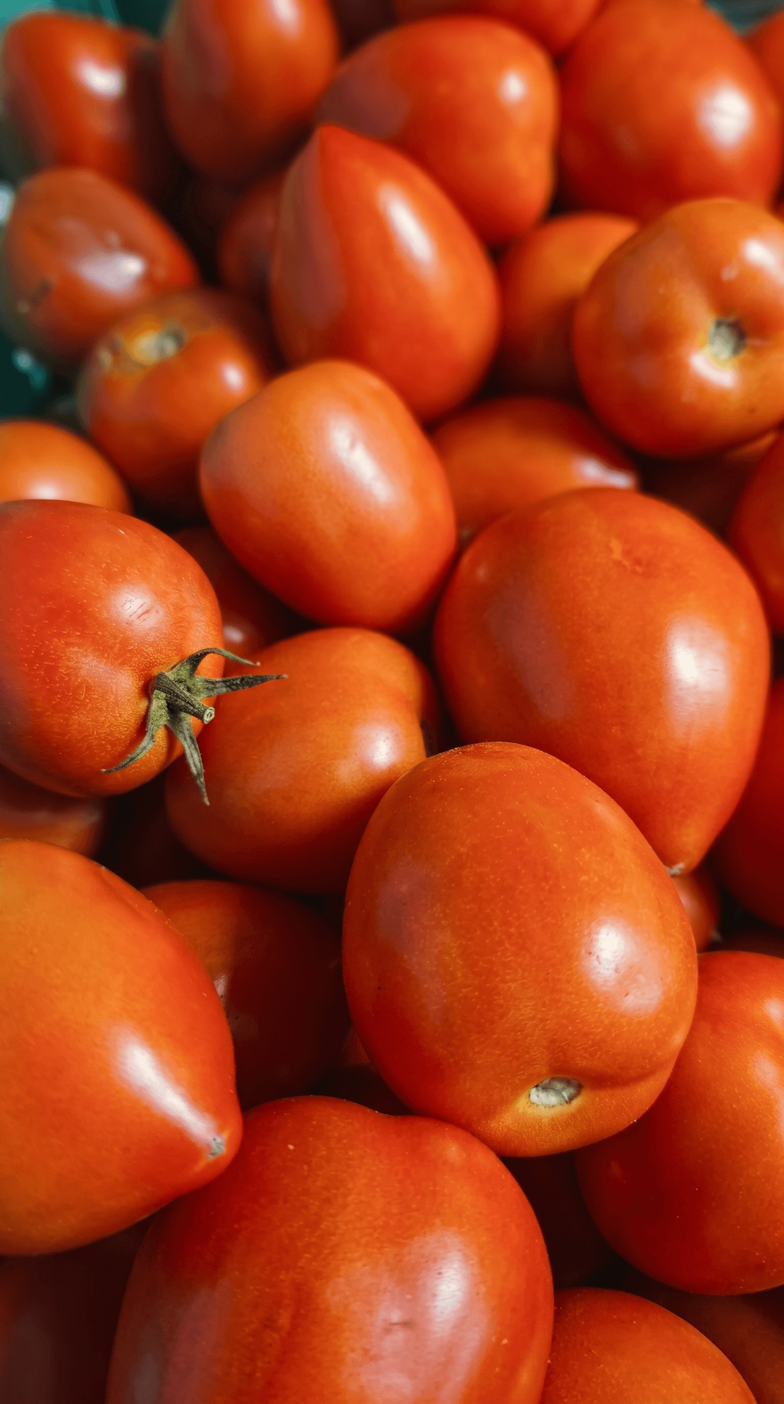 Roma tomatoes, close up, greenhouse-grown